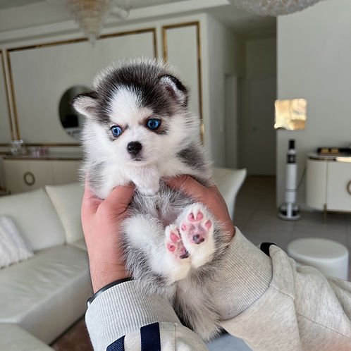 auto draft auto draft