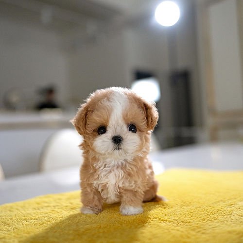 auto draft auto draft