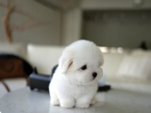 coton de tulears for sale