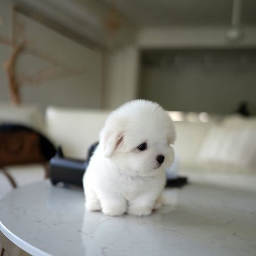 bianca coton de tulears for sale