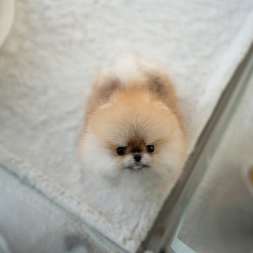 auto draft auto draft