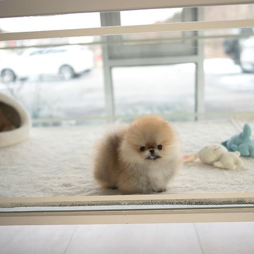 auto draft auto draft