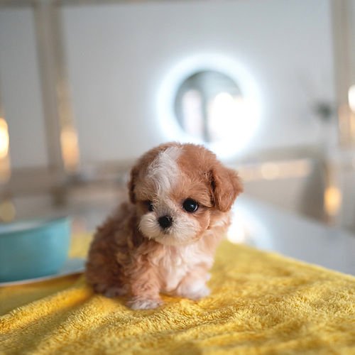 auto draft auto draft