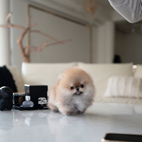 auto draft auto draft