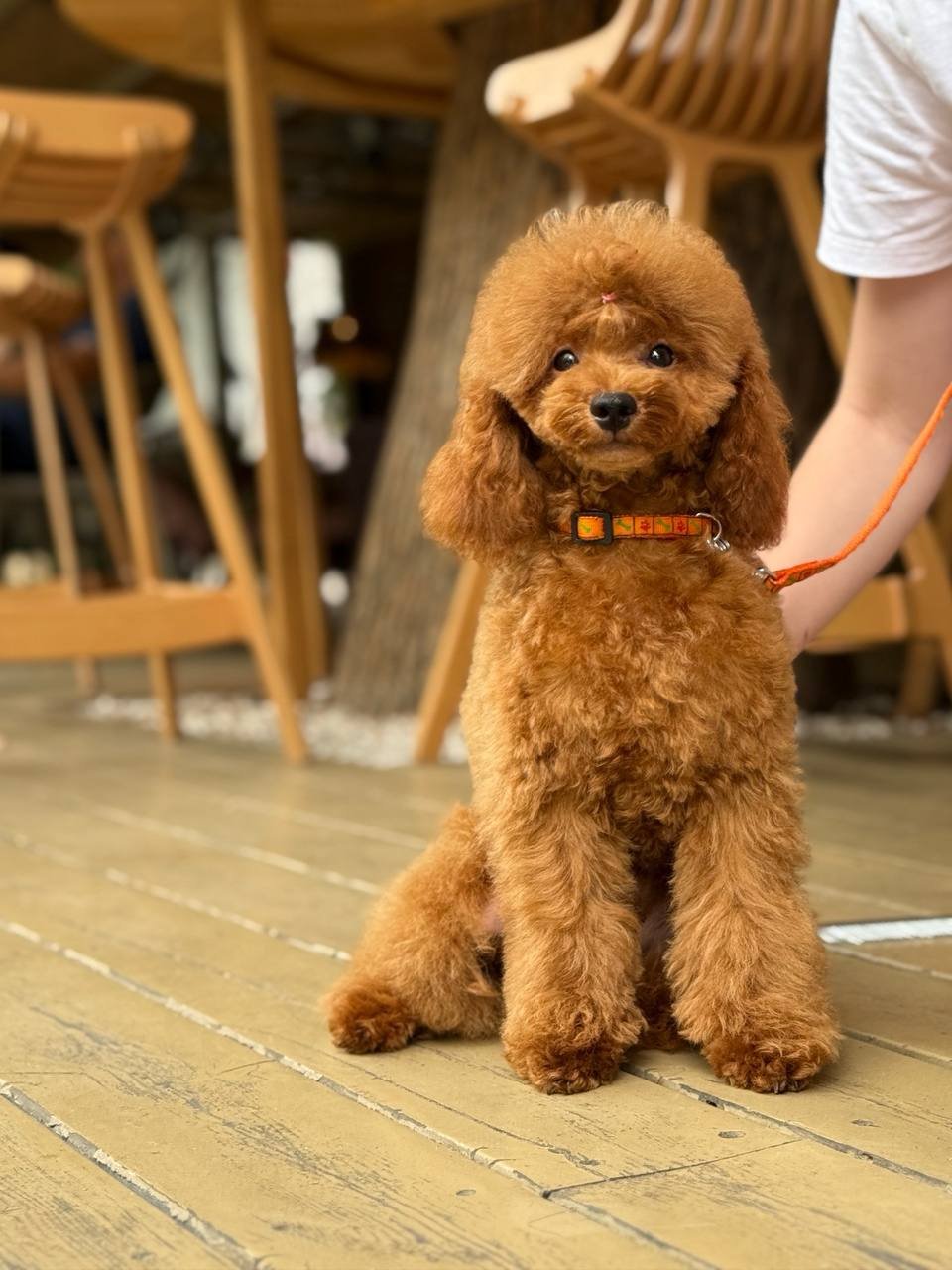 auto draft auto draft