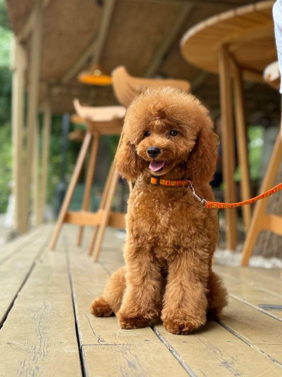 auto draft auto draft