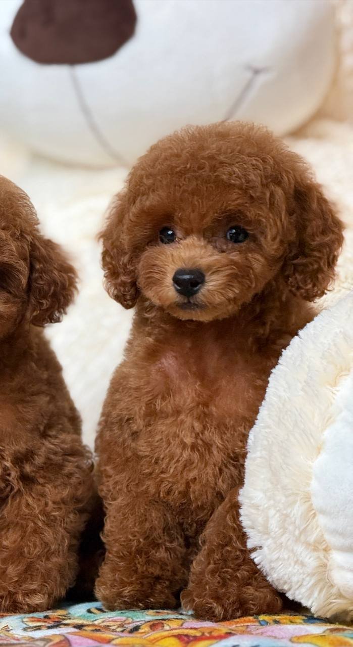 Cornelius Cornelius - Image 2