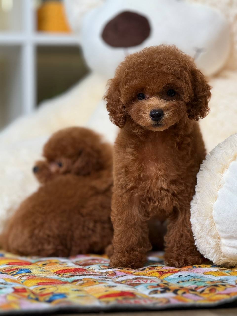 Cornelius Cornelius - Image 4