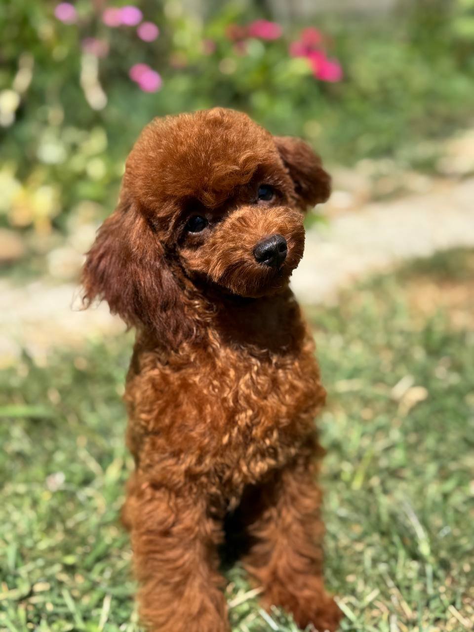 Oliver Oliver - Image 2