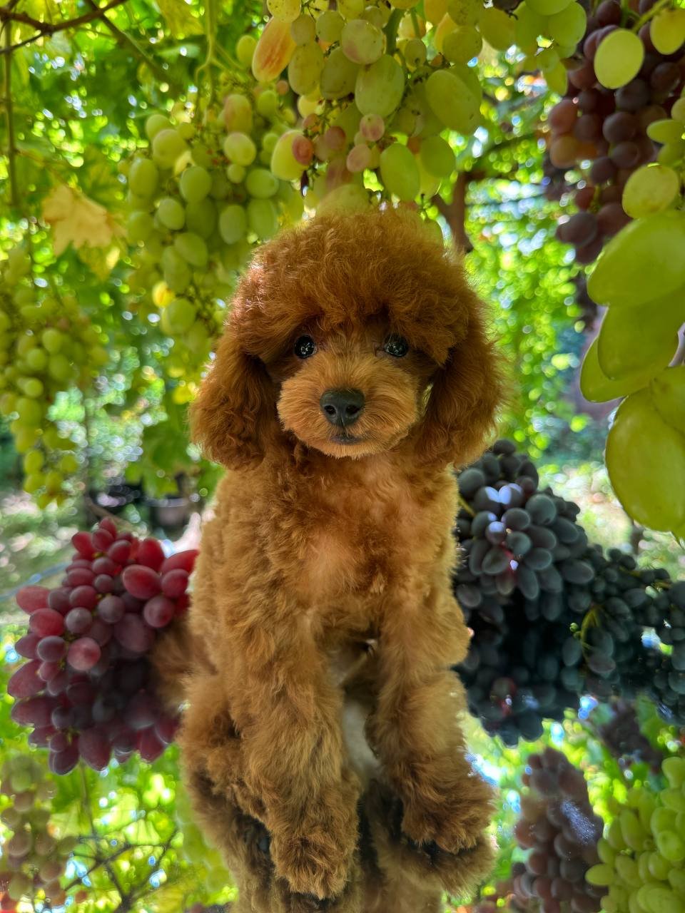 Daisy Daisy - Image 2