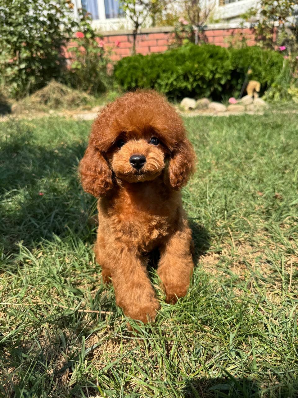 Daisy Daisy - Image 3