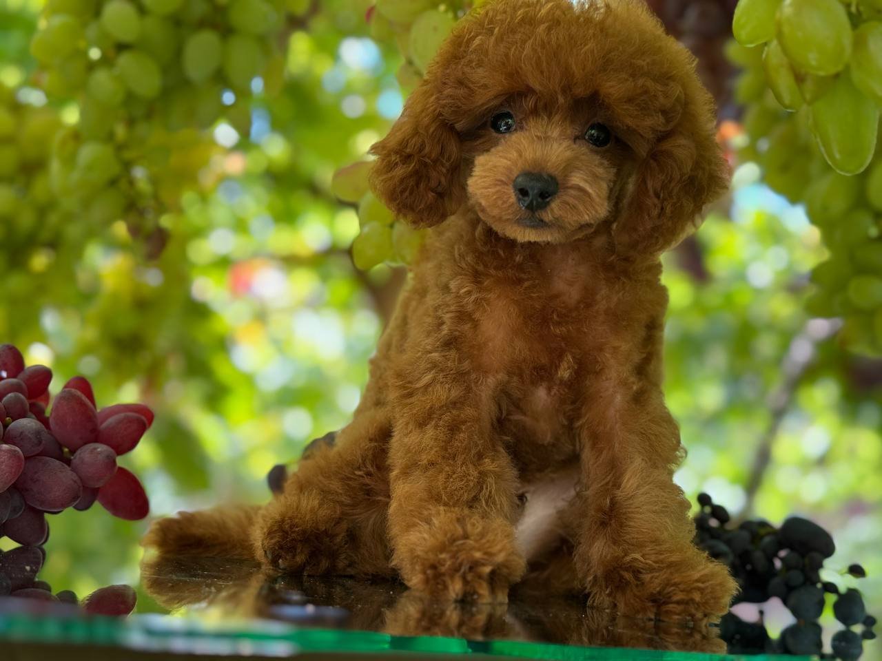 Daisy Daisy - Image 7