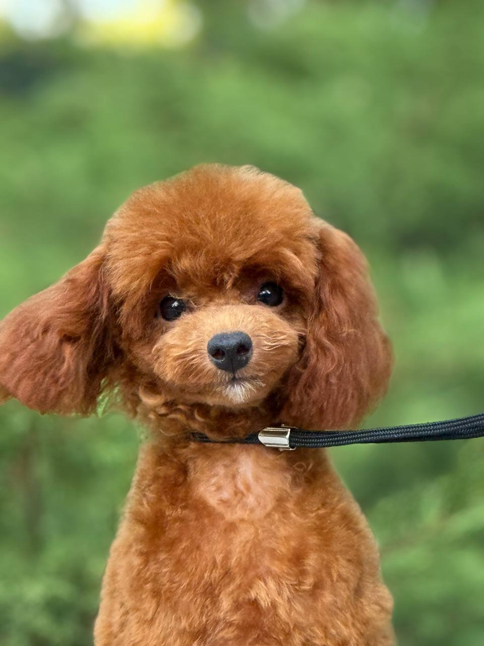 Juventia Juventia - Image 2