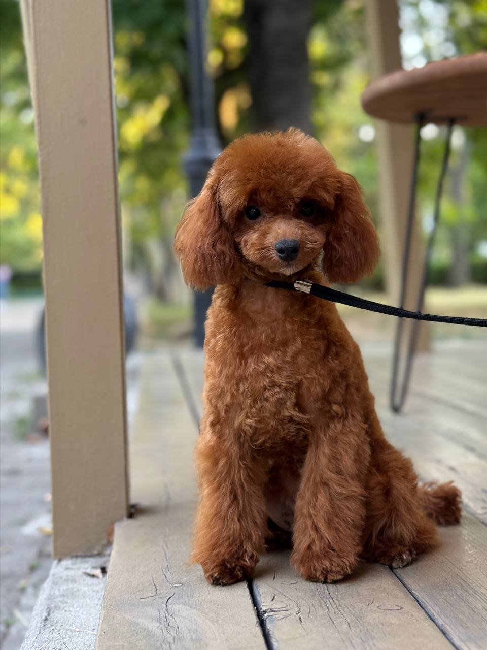 Juventia Juventia - Image 3