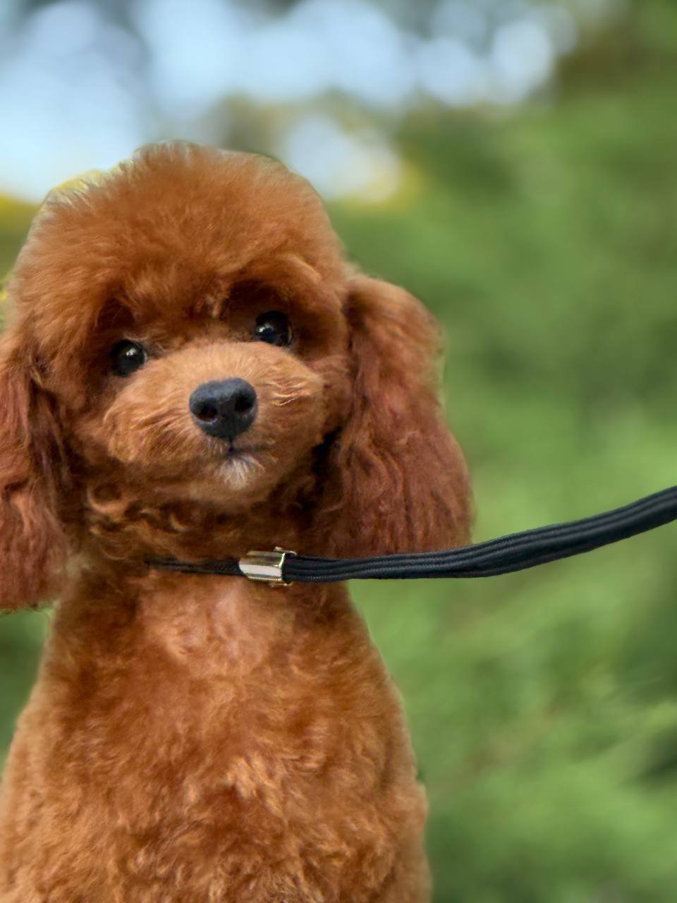 Juventia Juventia - Image 6