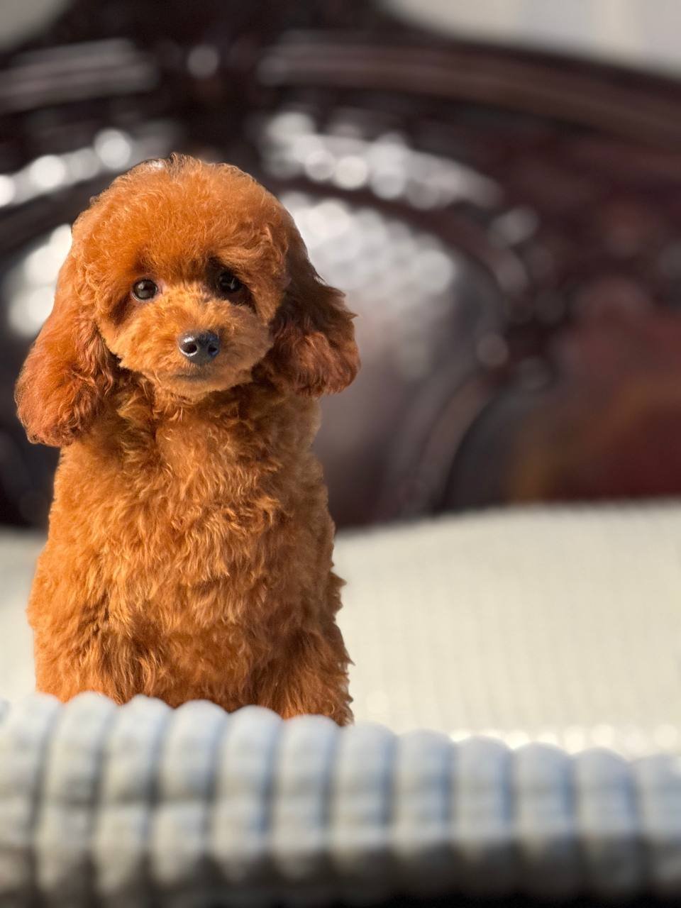 Kiara Kiara - Image 3