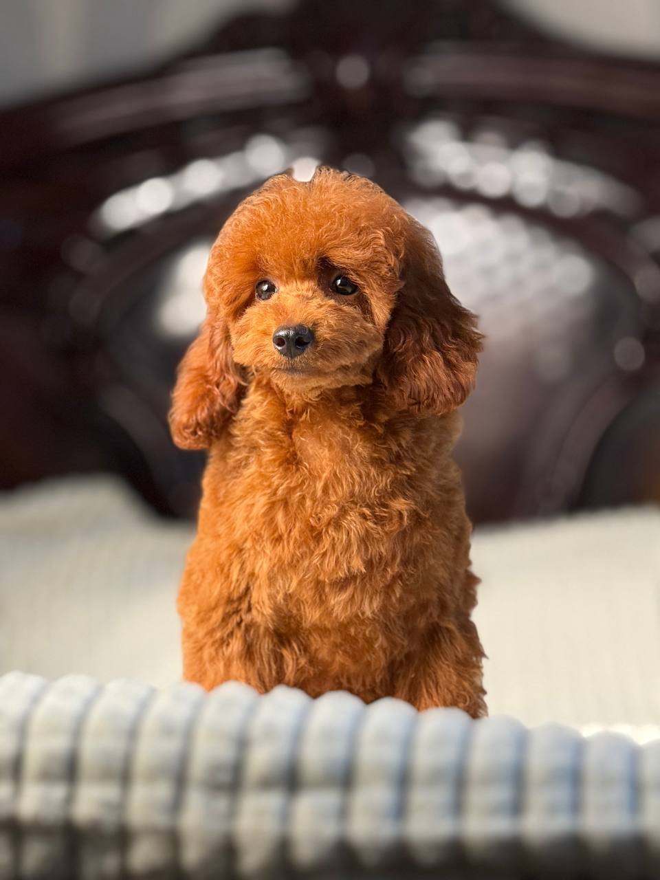 Kiara Kiara - Image 4