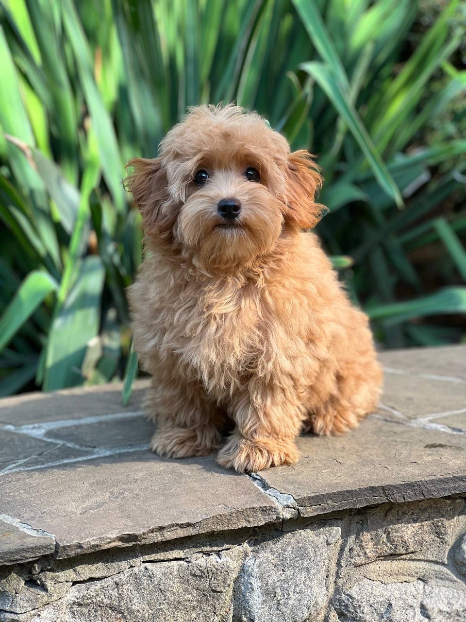 Bella Bella - Image 2