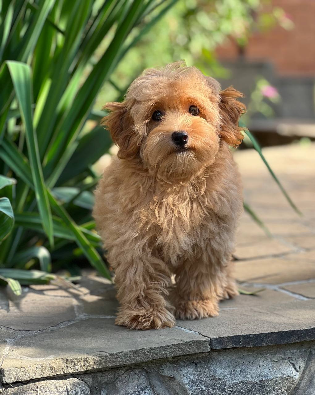 Bella Bella - Image 3