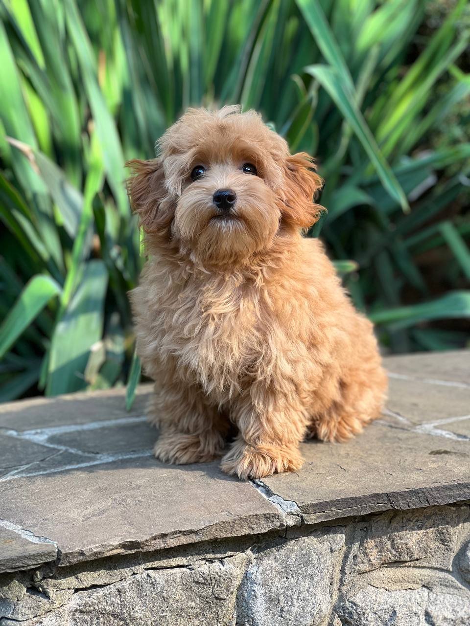 Bella Bella - Image 4