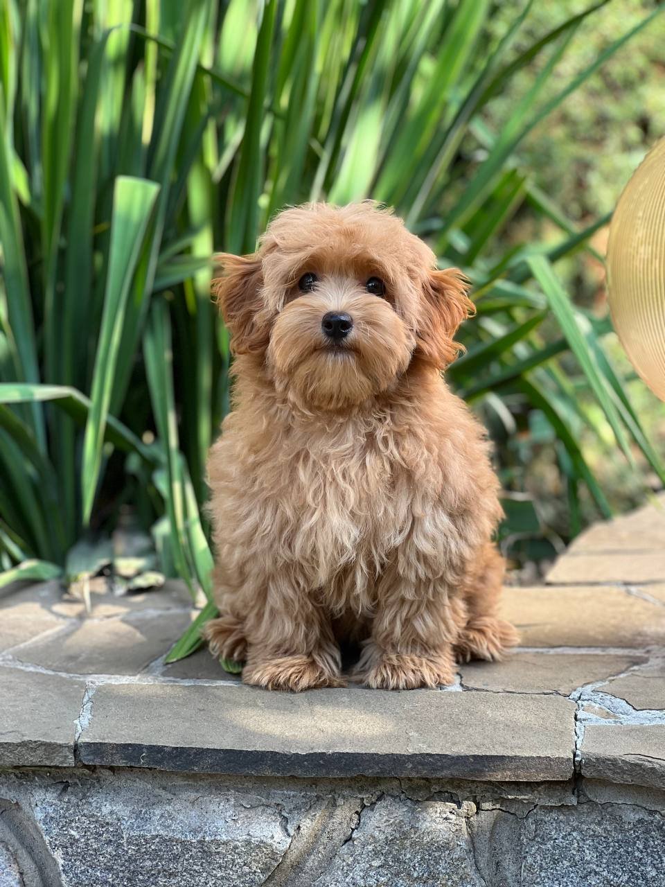 Bella Bella - Image 6