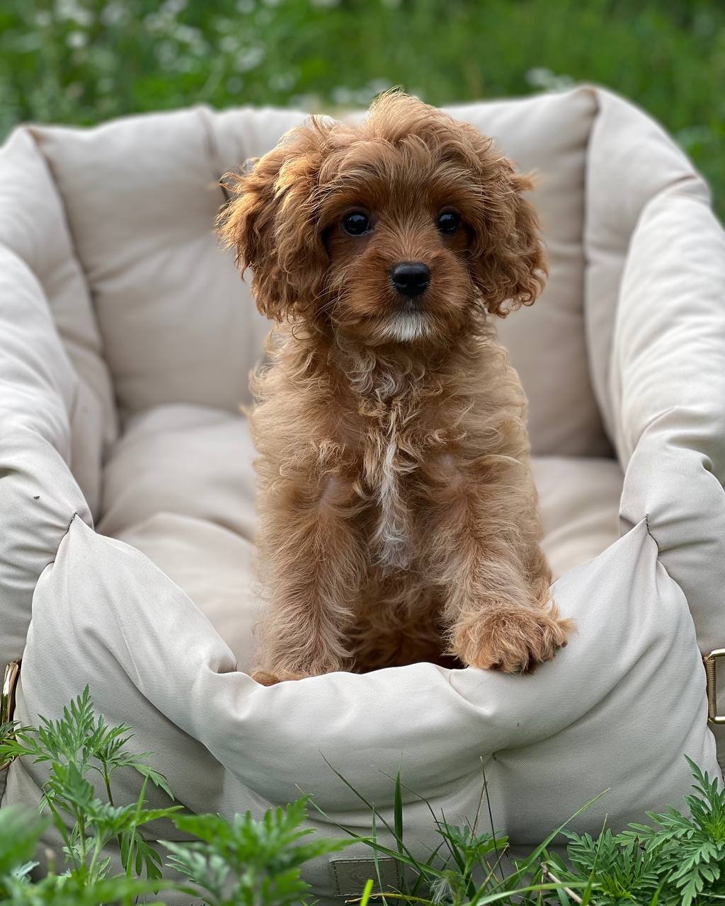 auto draft auto draft