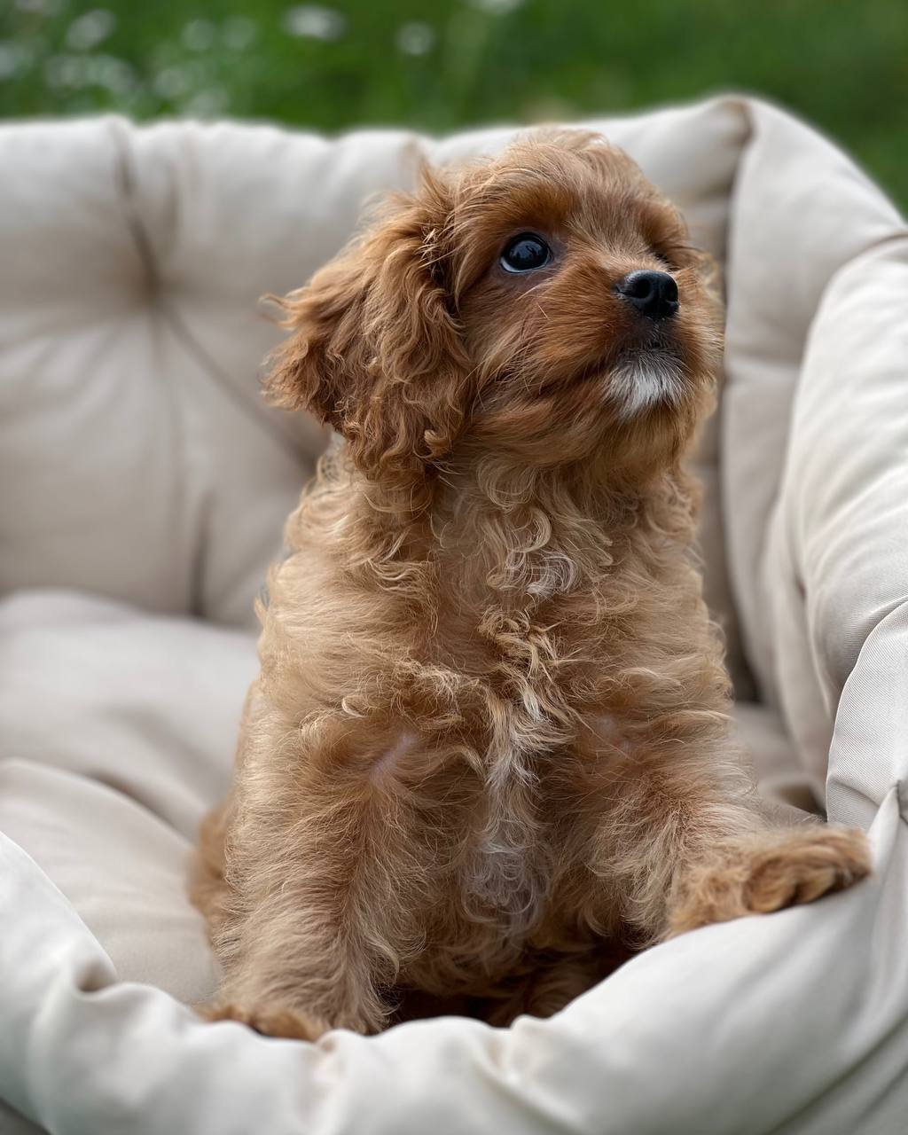 auto draft auto draft