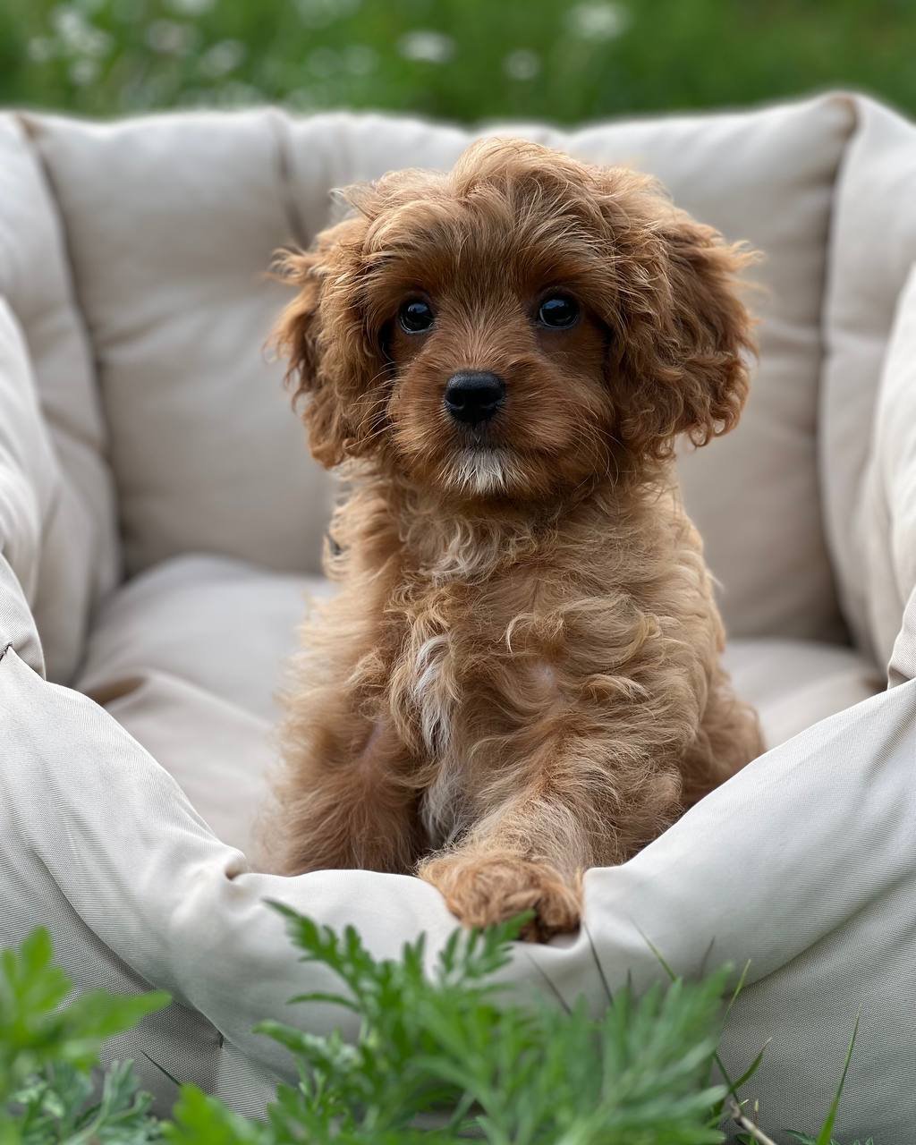 auto draft auto draft