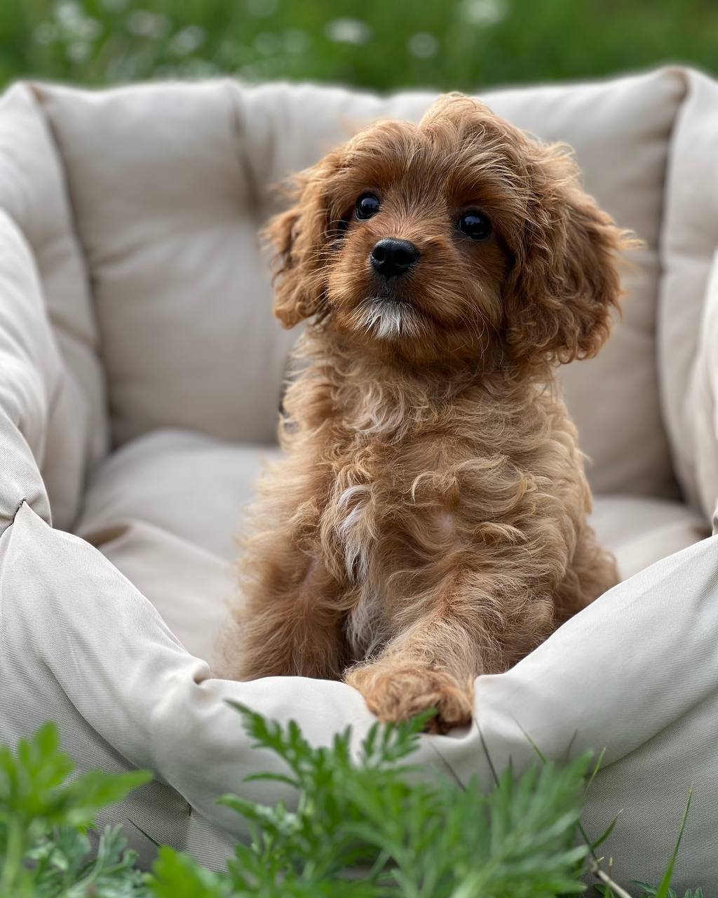 auto draft auto draft