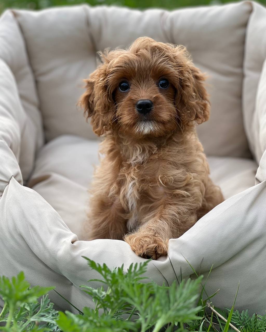 auto draft auto draft