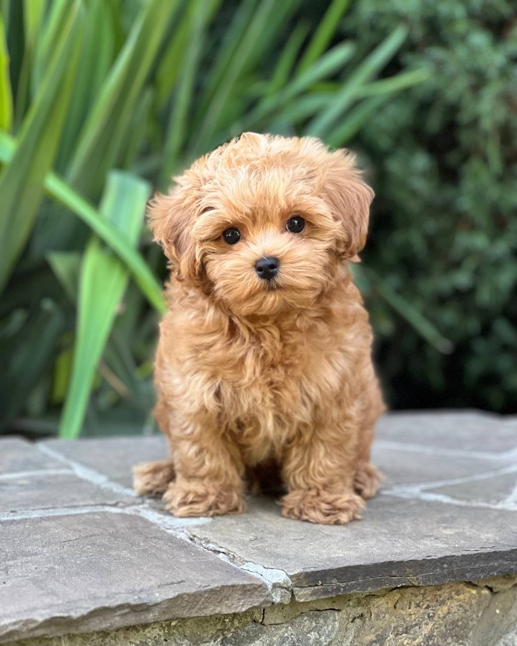 auto draft auto draft