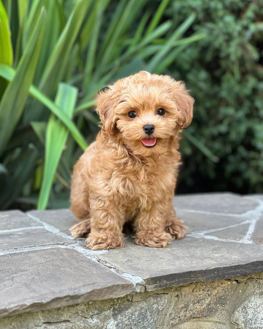 auto draft auto draft