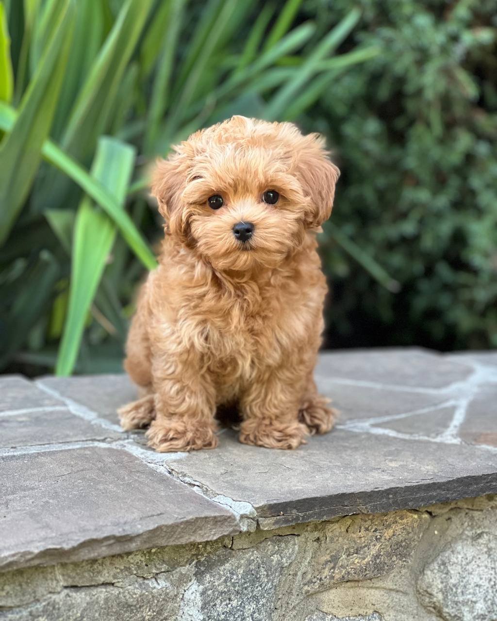 auto draft auto draft