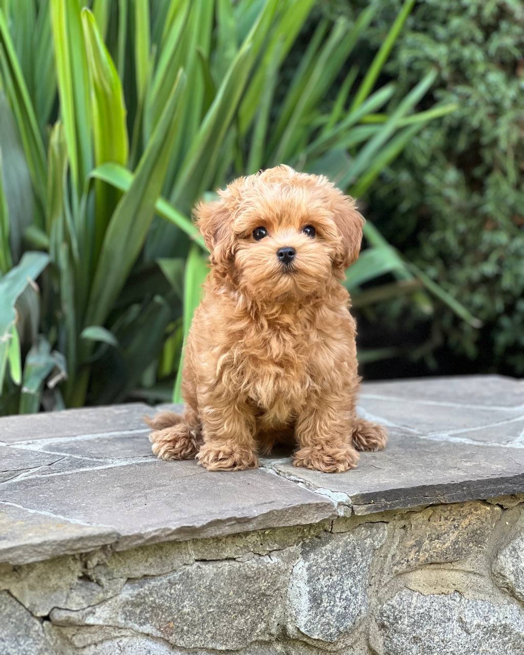 auto draft auto draft