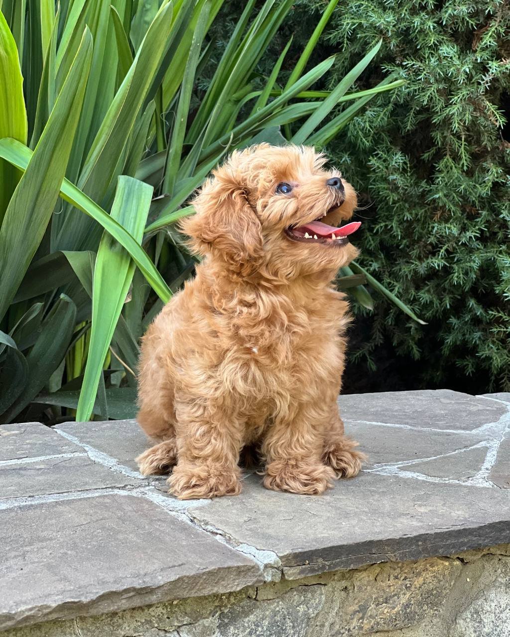 auto draft auto draft